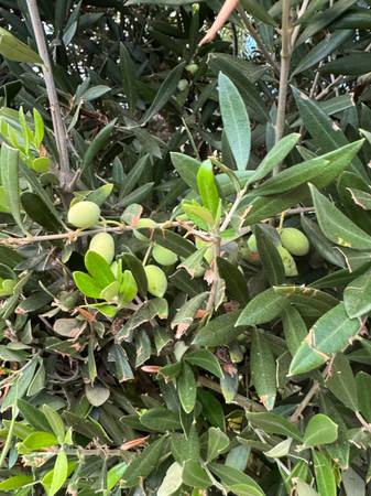 2 mature olive trees for replant 1