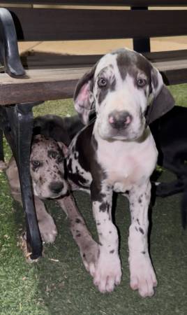 Great Dane Harlequin 1