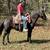 Quarter Horse/Pony Size Mare Gentle Broke to Ride - Beyonce 1 thumbnail