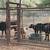 Cows / calves up for discussion 2 thumbnail