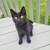 Farm cats 6 thumbnail