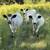 White Dexter Heifers and Bulls Sell or Trade 1 thumbnail