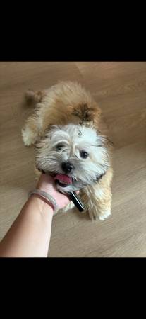 Yorkiepooh macho de 8 meses necesita un nuevo hogar (Seattle)63949211443331120