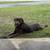 Free 1year old chocolate lab 1 thumbnail