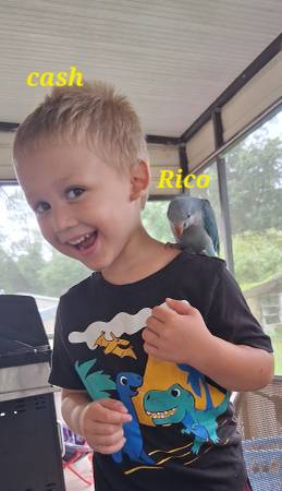 Blue quaker (Ocala /silver springs fl)63687883454211121