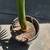 Peach Creek King Palms ///// ARCHONTOPHOENIX tuckeri 13 thumbnail