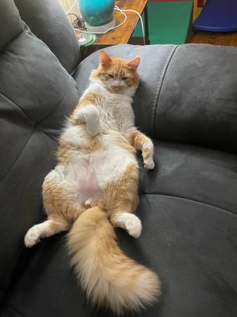 Gato macho esterilizado (Greeneville)63870147879297120