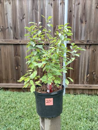 Native persimmon tree seedlings 1