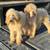 Standard Poodle Puppies 1 thumbnail