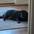 Our lovable Rocky needs a new home - no fee 7 thumbnail