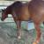 Sorrel Ranch 9 yo gelding 5 thumbnail