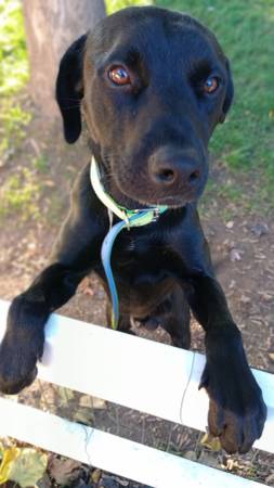 Lab pit mix 1