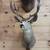 Taxidermy mounts 5 thumbnail