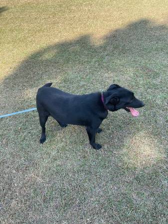 Female black lab x German shepherd (Colquitt)63873371553539121