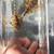 Tropical aquarium fish -- L306 Plecos (Panaqolus claustellifer) 2 thumbnail