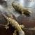 Leachianus giant gecko 5 thumbnail
