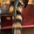 Native American style Buffalo Horn headdress 4 thumbnail