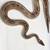 Clown het pied/ freeway/ leopard het clown / blackhead leopard 4 thumbnail