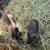 Skinny Pigs (Hairless Guinea Pigs) 16 thumbnail