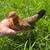 Kikiriki pullets 1 thumbnail