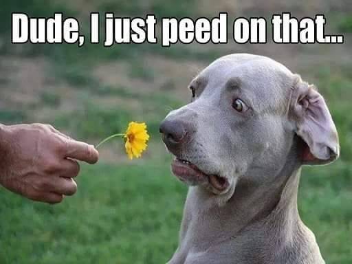 Ill pick up unwanted sheep goats pigs roosters hens ducks 1