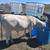 Calves 7 thumbnail