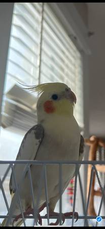 Elvis yellow lutino cockatail 1