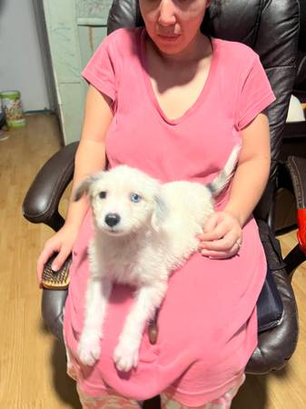 Aussie blue eye (Interlachen)63992990050818122