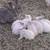 Bunnies 3 thumbnail