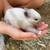 Netherland Dwarf baby bunnies 7 thumbnail