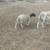 7 month sheep 5 thumbnail