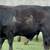 Finished Grain Fed Feeder Steers & Heifers Butcher Calf 19 thumbnail