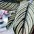 Colorful plants in cermic planters 14 thumbnail