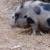 Potbelly Mama & kune kune/potbelly 3 thumbnail