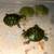 Exotic turtles 11 thumbnail