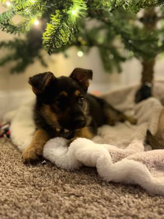 Cachorros de pastor alemán64840129006338124