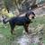 Catahoula Curr Solid and Merle Dogs 2 thumbnail