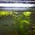 White King Cobra Guppies 5 thumbnail