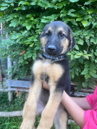 GSD Farm/Herd Pup (Hawkins County)63841745465859121