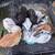 Bunnies 7 thumbnail