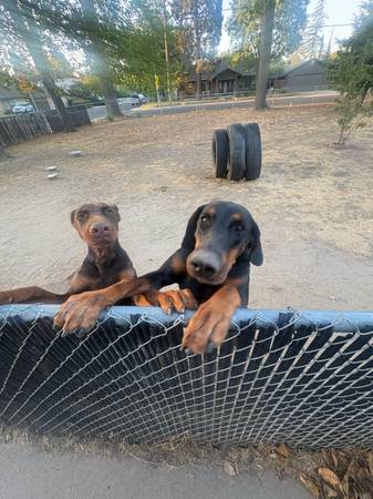 Free dobermans 1