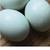 Rare hatching Eggs 7 thumbnail