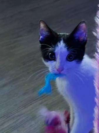 Kittens in need of loving homes (Wendell)63980446271619122