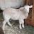 Katahdin Ewe and Ram Lambs 1 thumbnail