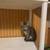 Kitty 1 thumbnail
