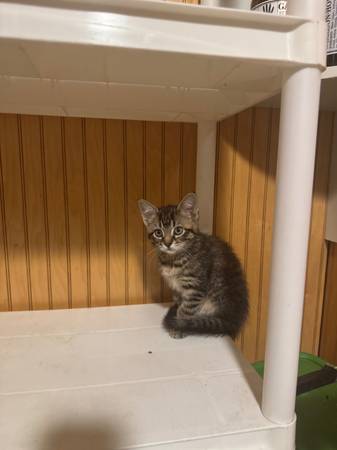 Kitty 1