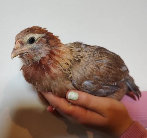 8 week Old, Female, Easter Egger Pullets, Fed NON GMO Feed 1