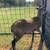 American Blackbelly Sheep - borregos 7 thumbnail