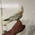 Baby Cockatiels 2 thumbnail