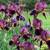 PERENNIALS - Fall Planting 10 thumbnail